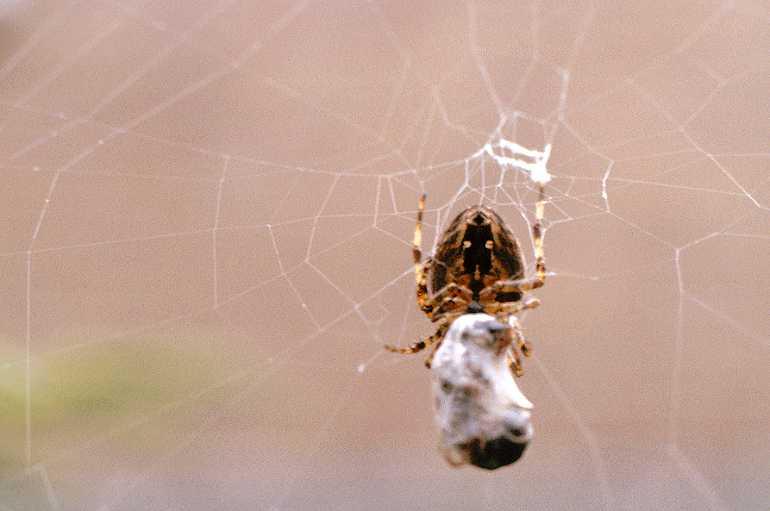 Araneus_diadematus_P0048_Z_78_Veenendaal_Nederland.jpg