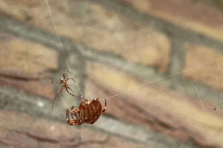 Araneus_diadematus_P0054_Z_90_Veenendaal_Nederland.jpg