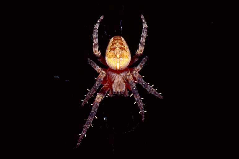 Araneus_diadematus_P0218_Z_80_Badhoevedorp_Nederland.jpg
