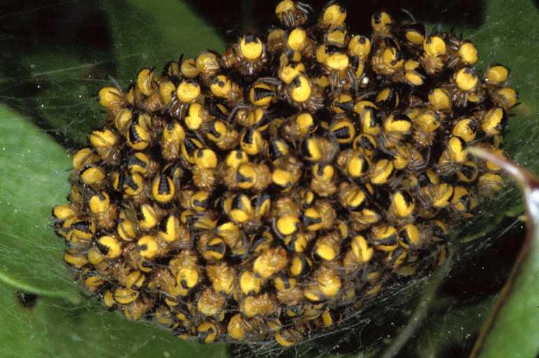Araneus_diadematus_P0860_Z_90_Soube_Frankrijk.jpg