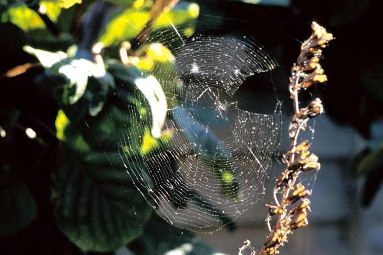 Araneus_diadematus_P1013_Z_75_Badhoevedorp_Nederland.jpg