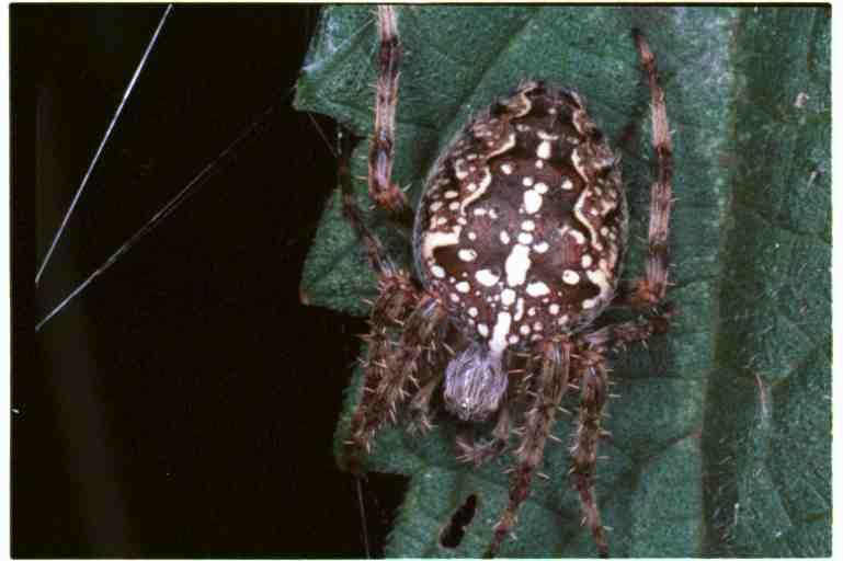 Araneus_diadematus_RF0041_O_75_Utrecht_Nederland.jpg