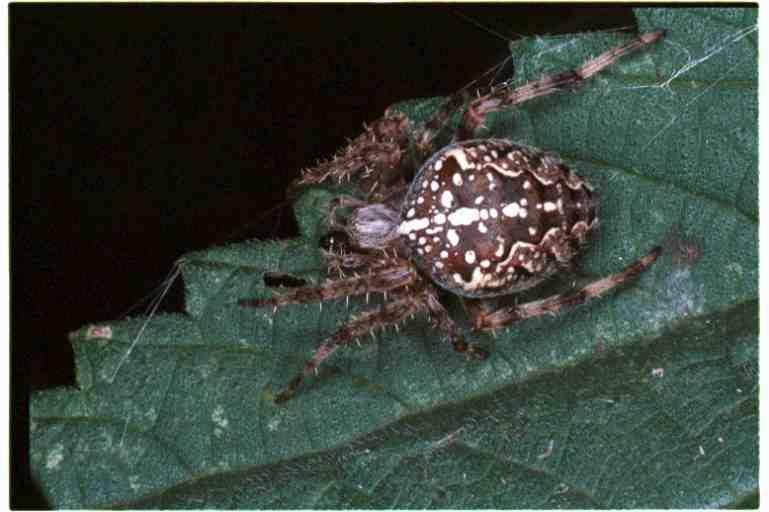 Araneus_diadematus_RF0042_O_82_Utrecht_Nederland.jpg