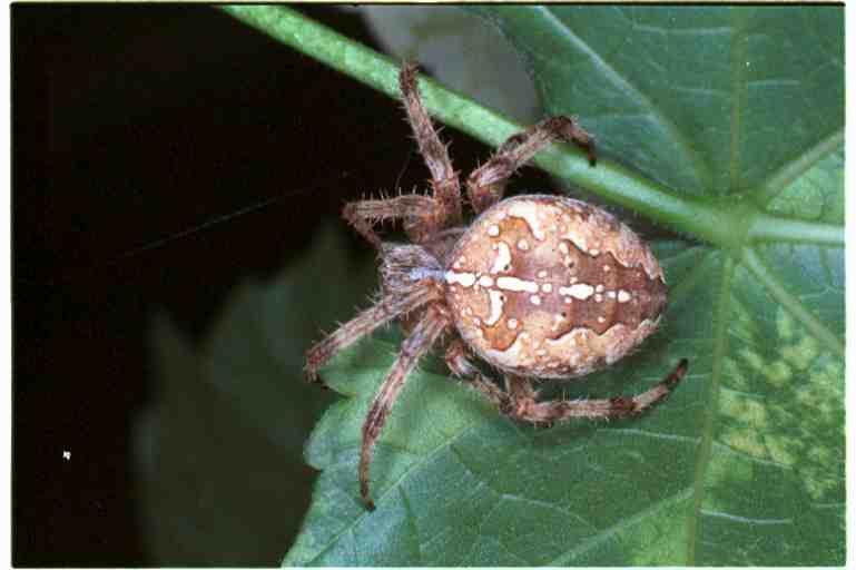Araneus_diadematus_RF0061_O_80_Bennebroek_Nederland.jpg
