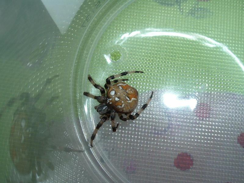 Araneus_quadratus_D3146_Z_88_-_-.jpg