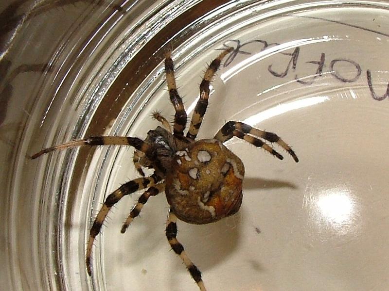 Araneus_quadratus_D3165_Z_75_-_-.jpg
