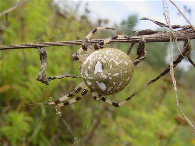 Araneus_quadratus_F2259_Z_85_Izegem_Belgie.jpg