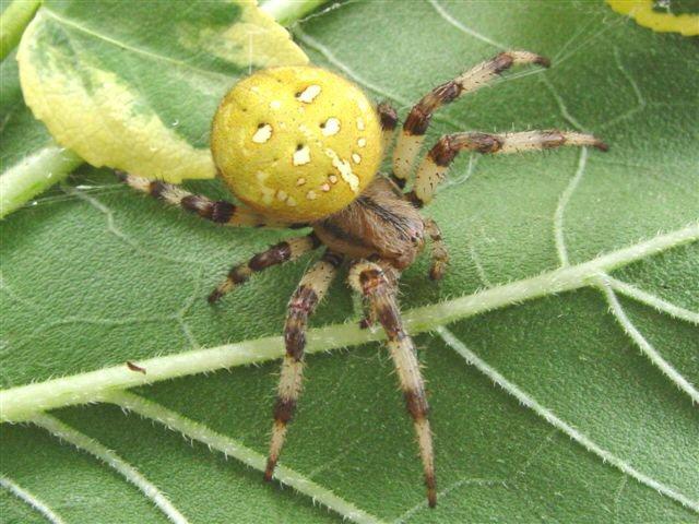 Araneus_quadratus_F2260_Z_85_Izegem_Belgie.jpg