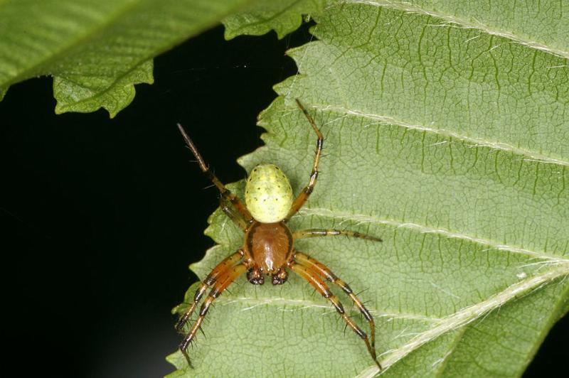 Araniella_cucurbitina_D4806_Z_89_-_Frankrijk.jpg