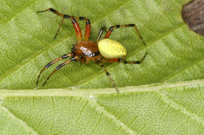 Araniella_cucurbitina_D4817_Z_89_-_Frankrijk.jpg
