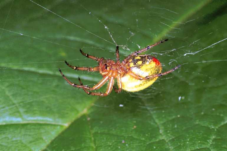 Araniella_cucurbitina_F0023_Z_90_-_Frankrijk.jpg