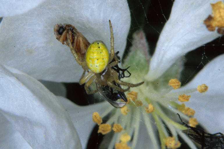 Araniella_cucurbitina_P0665_Z_86_-_Frankrijk.jpg