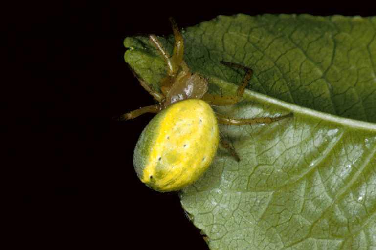 Araniella_cucurbitina_P0670_Z_90_Soube_Frankrijk.jpg