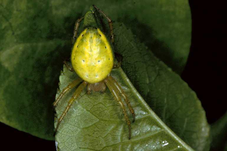 Araniella_cucurbitina_P0672_Z_90_Soube_Frankrijk.jpg