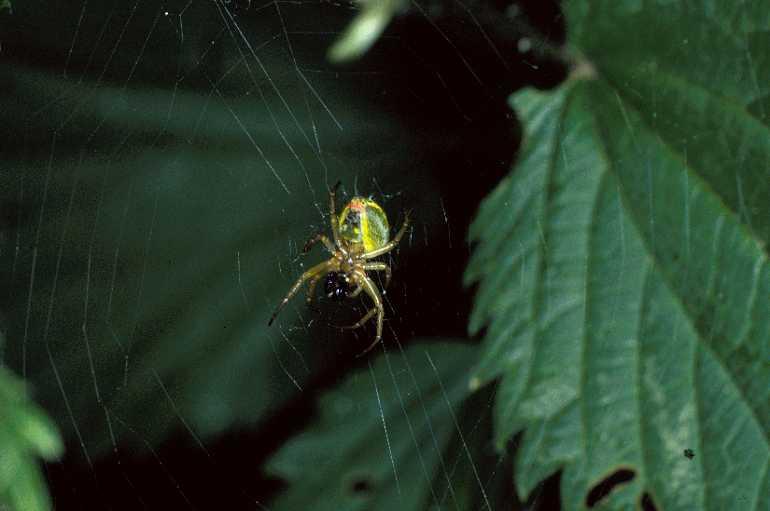Araniella_cucurbitina_P0675_Z_90_-_Frankrijk.jpg