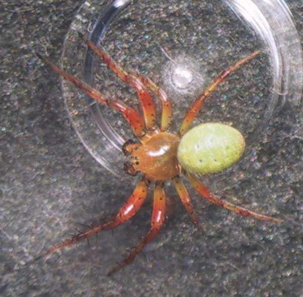 Araniella_inconspicua_F1680_Z_80_-_Frankrijk.jpg