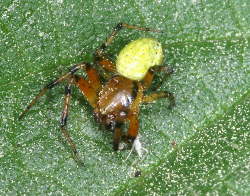 Araniella_opisthographa_D4397_Z_85_Oostvlieland_Nederland.jpg