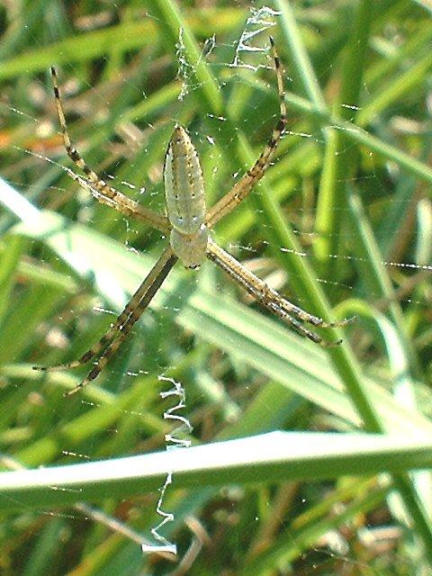 Argiope_ZZ184_F1797_Z_75_-_USA.jpg
