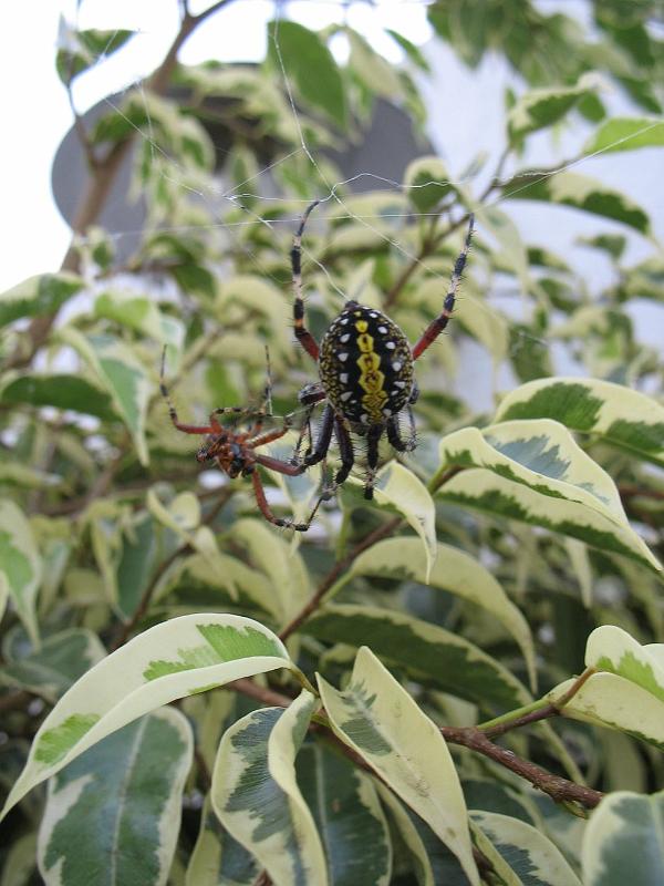 Argiope_ZZ337_D3929_Z_88_-_-.jpg