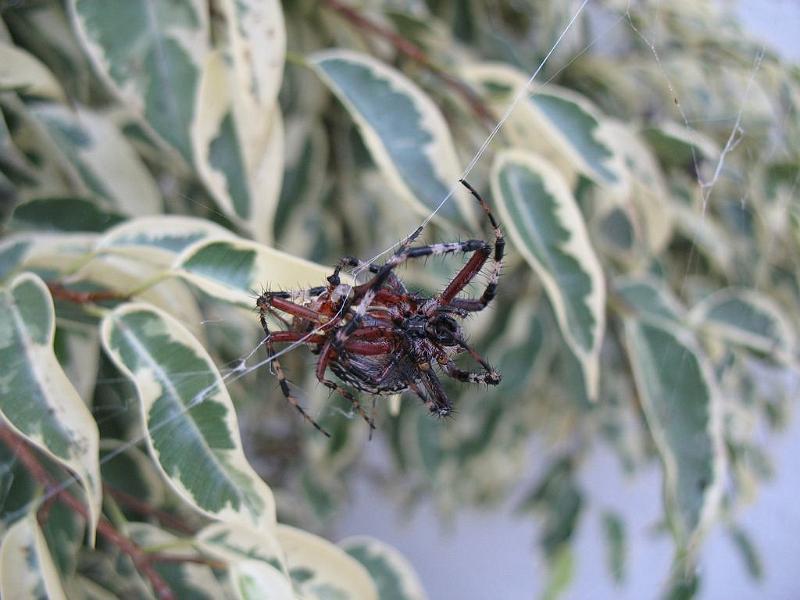 Argiope_ZZ337_D3930_Z_87_-_-.jpg