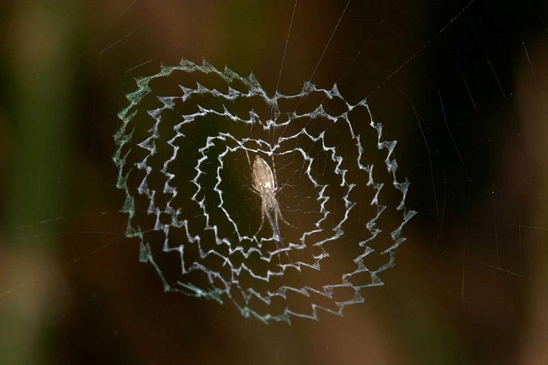 Argiope_ZZXYX_D2454_Z_80_-_Australie.jpg