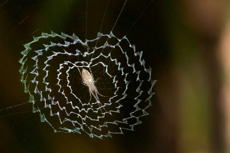 Argiope_ZZXYX_D2455_Z_80_-_Australie.jpg