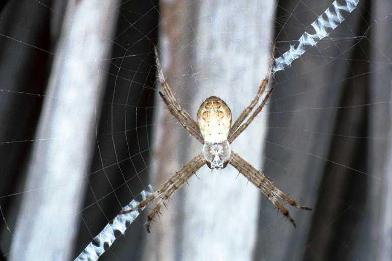 Argiope_ZZXYX_F0635_Z_85_Collinsville_Australie.jpg