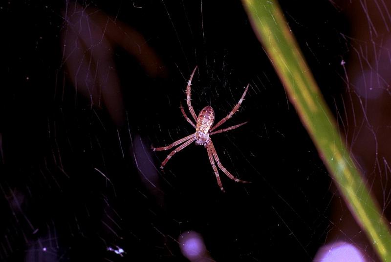 Argiope_ZZXYX_F1858_Z_78_Litchfield_Australie.jpg
