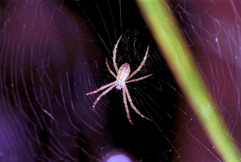 Argiope_ZZXYX_F1859_Z_80_Litchfield_Australie.jpg