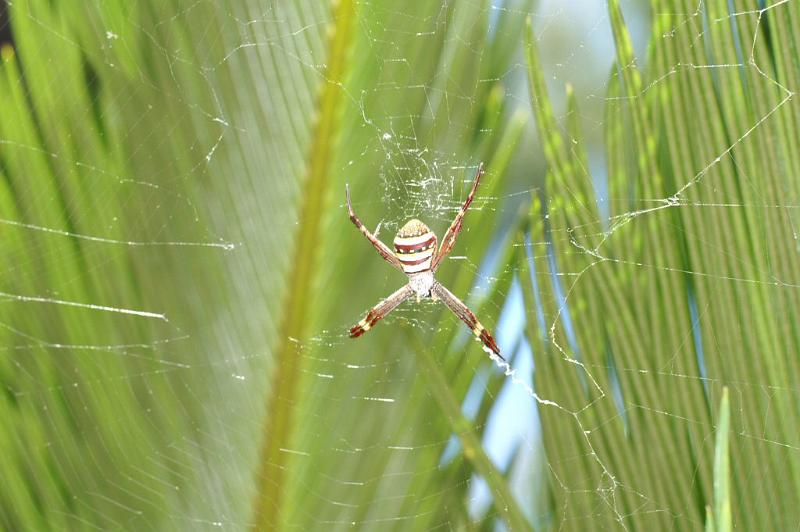 Argiope_aetherea_D4112_Z_80_Toowoomba_Australie.jpg
