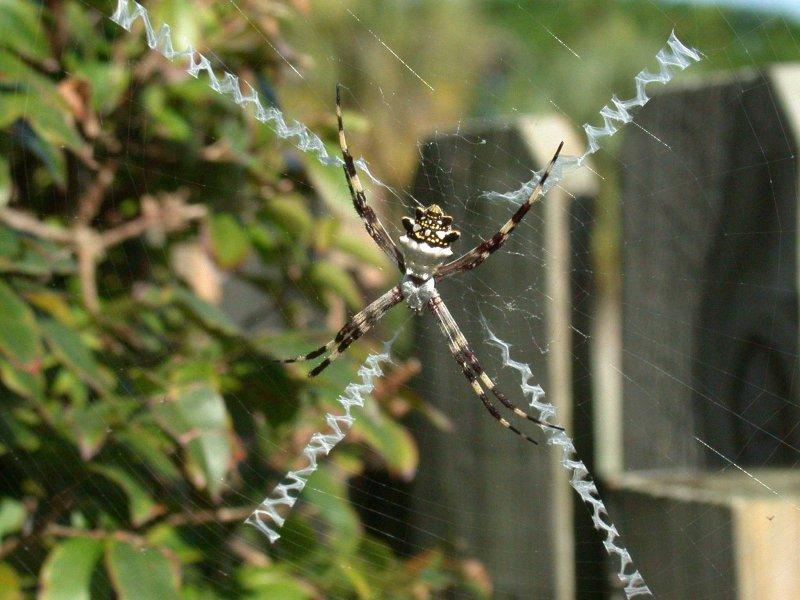 Argiope_argentata_F1792_Z_90_-_USA.jpg