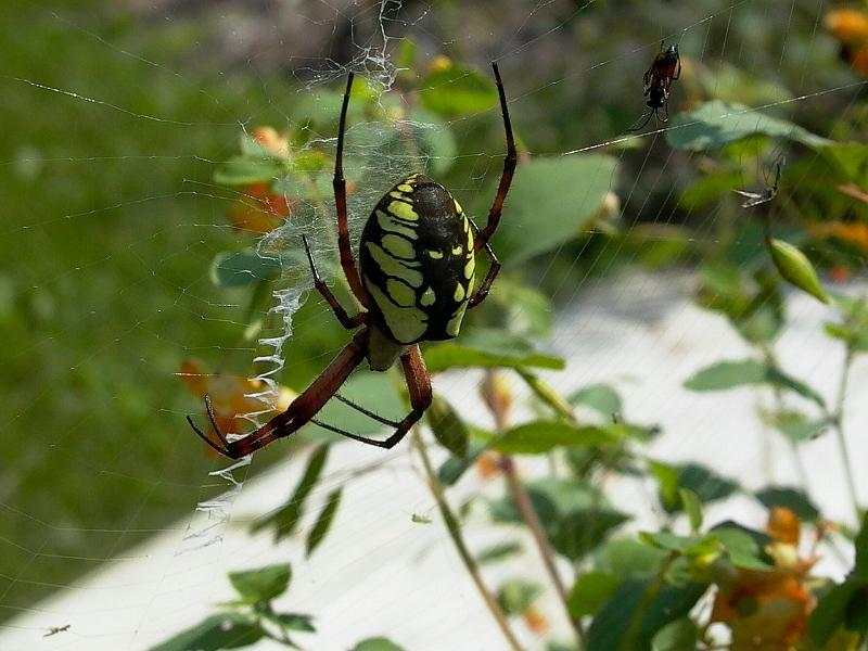 Argiope_aurantia_F1798_Z_90_-_USA.jpg