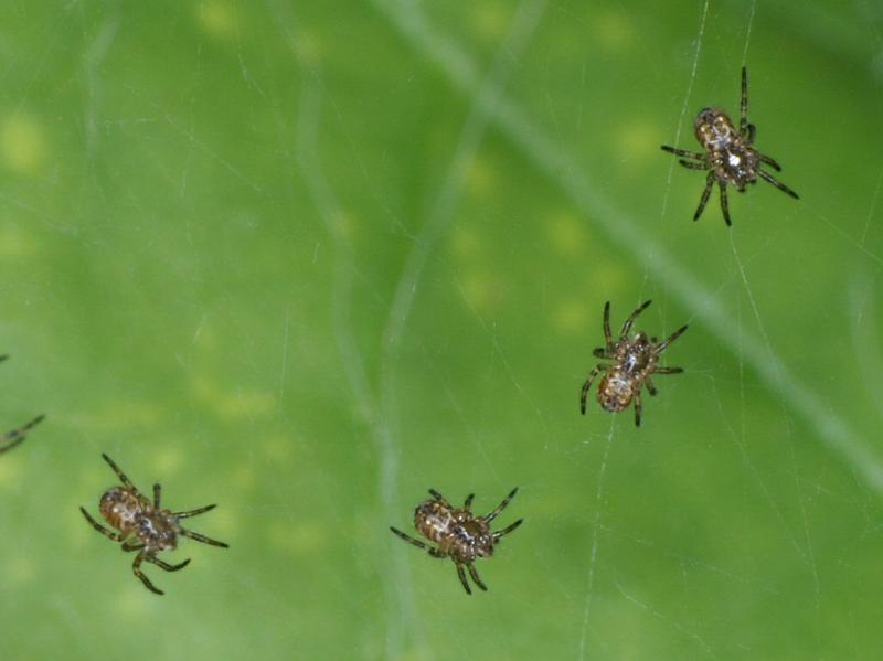 Argiope_bruennichi_D2871_Z_88_Badhoevedorp_Nederland.jpg
