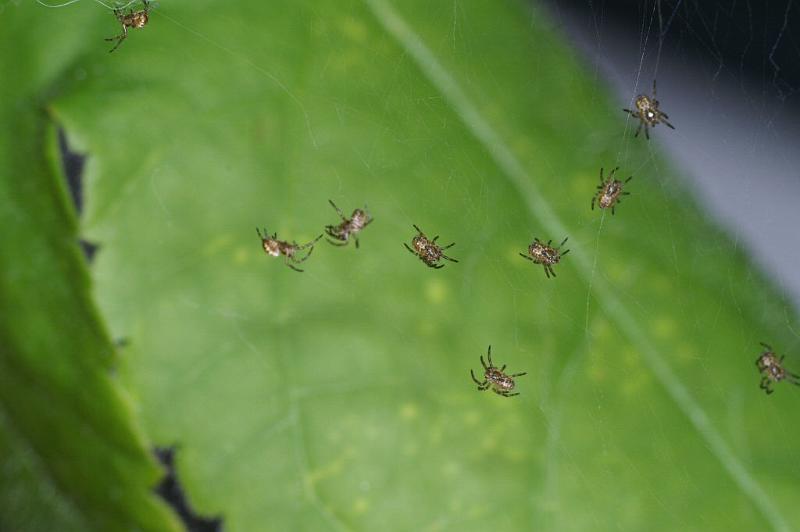 Argiope_bruennichi_D2872_Z_85_Badhoevedorp_Nederland.jpg