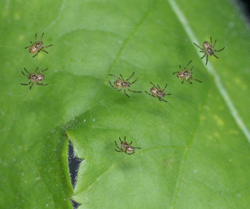 Argiope_bruennichi_D2874_Z_87_Badhoevedorp_Nederland.jpg