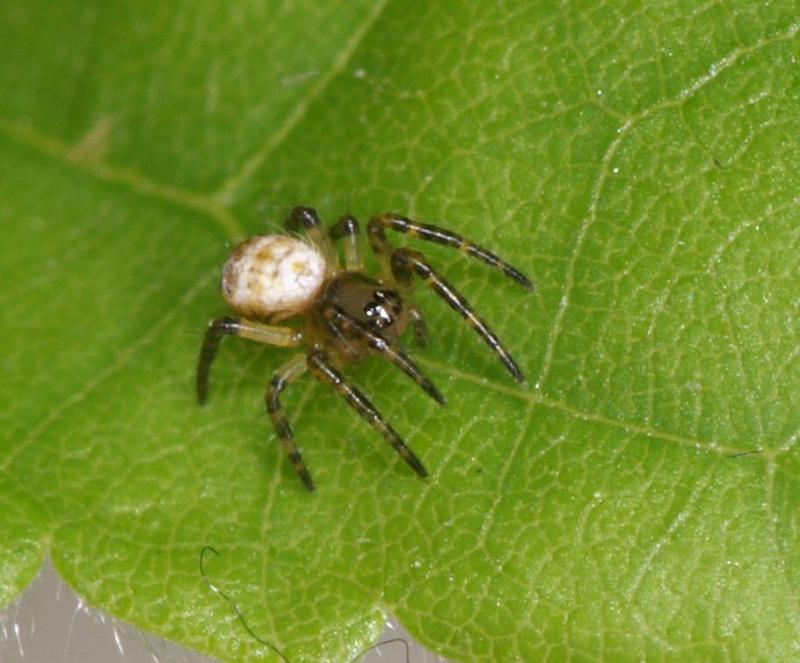 Argiope_bruennichi_D2875_Z_90_Badhoevedorp_Nederland.jpg