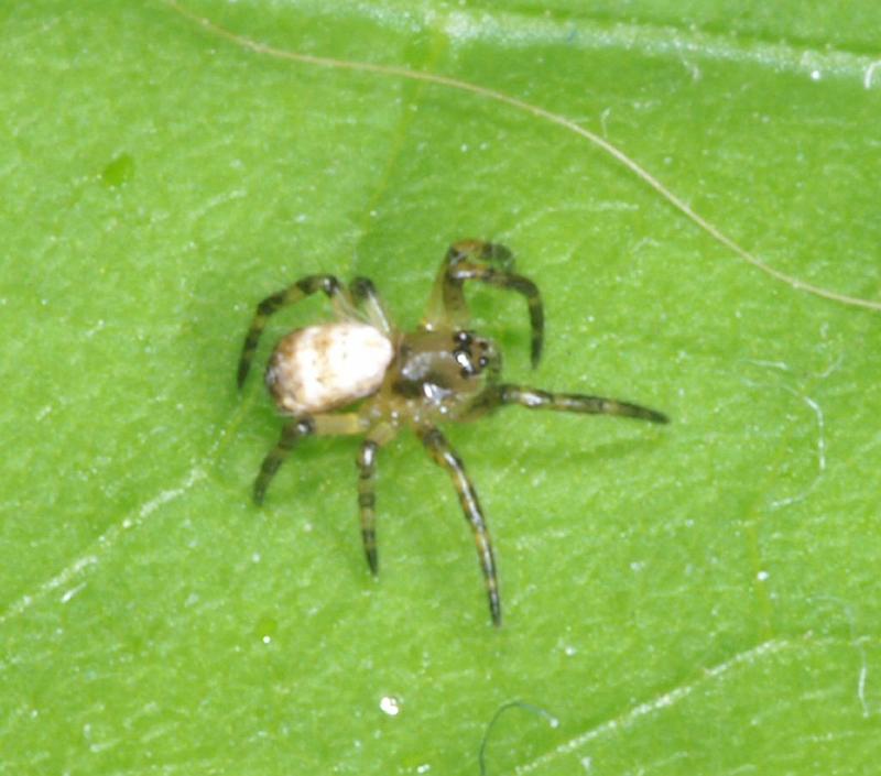 Argiope_bruennichi_D2878_Z_75_Badhoevedorp_Nederland.jpg