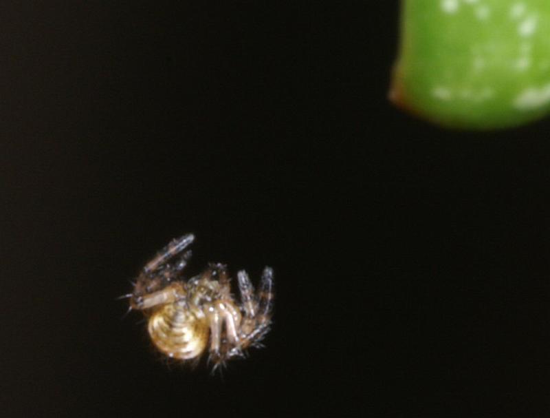 Argiope_bruennichi_D2880_Z_75_Badhoevedorp_Nederland.jpg