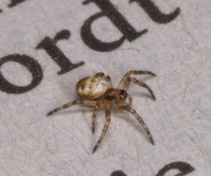 Argiope_bruennichi_D2881_Z_82_Badhoevedorp_Nederland.jpg