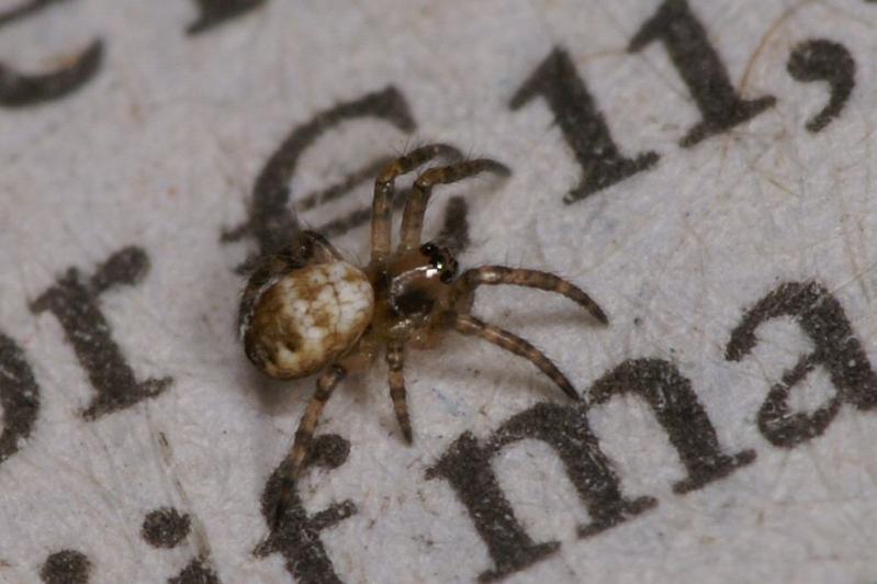 Argiope_bruennichi_D2882_Z_82_Badhoevedorp_Nederland.jpg