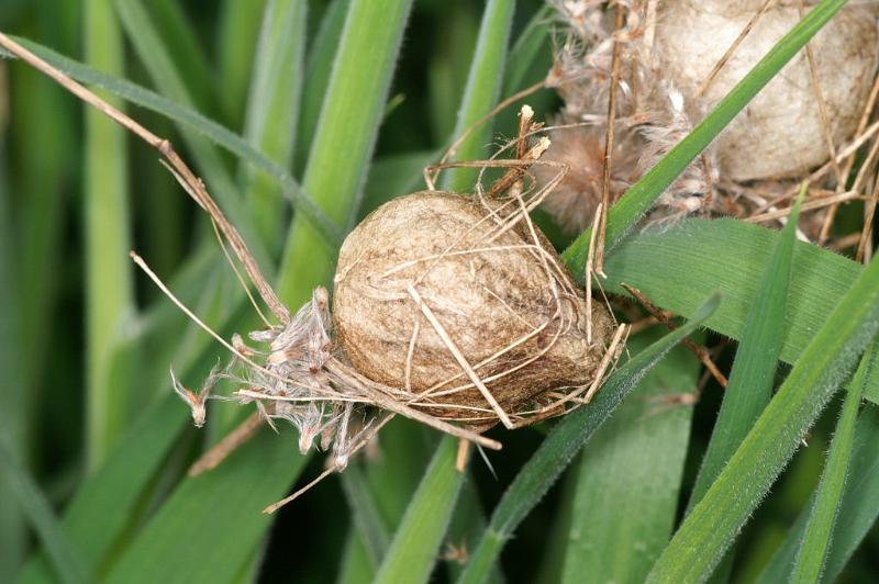 Argiope_bruennichi_D2890_Z_85_Badhoevedorp_Nederland.jpg