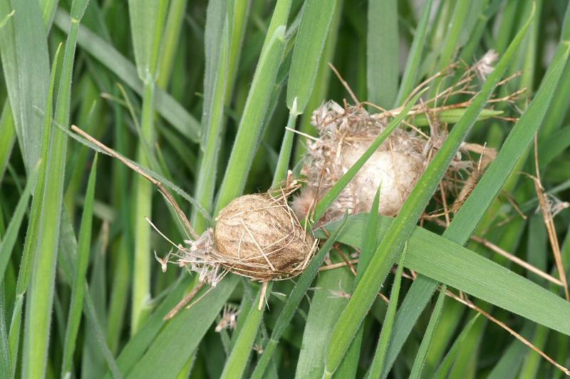 Argiope_bruennichi_D2891_Z_84_Badhoevedorp_Nederland.jpg