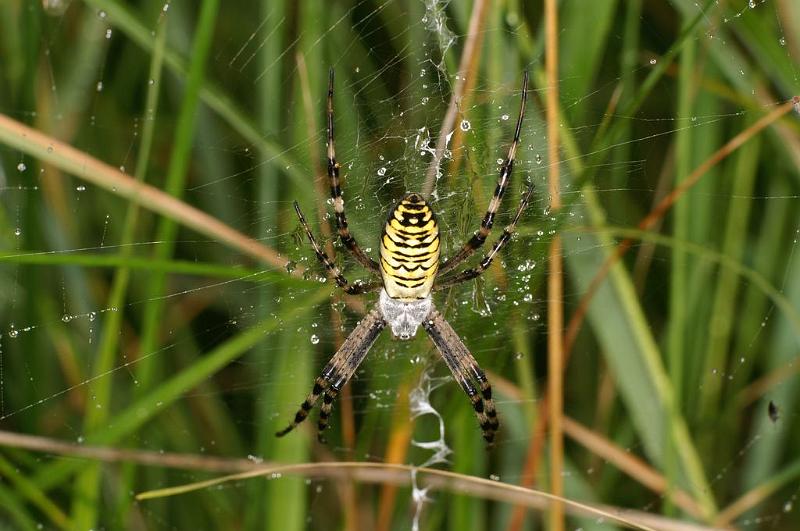 Argiope_bruennichi_D7510_Z_88_Waterleidingduinen_Nederland.jpg