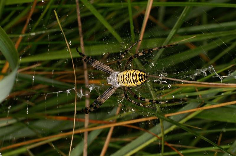 Argiope_bruennichi_D7511_Z_89_Waterleidingduinen_Nederland.jpg