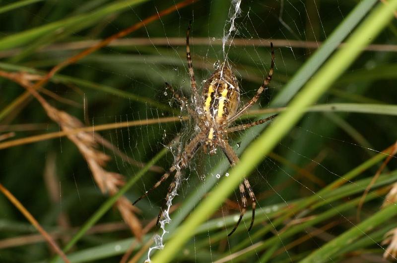 Argiope_bruennichi_D7513_Z_88_Waterleidingduinen_Nederland.jpg