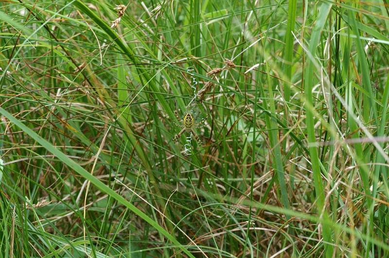 Argiope_bruennichi_D7514_Z_89_Waterleidingduinen_Nederland.jpg