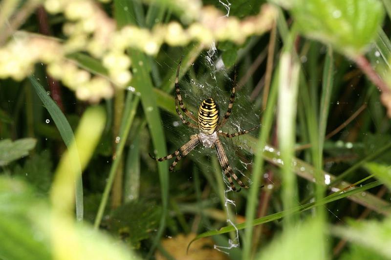 Argiope_bruennichi_D7515_Z_88_Waterleidingduinen_Nederland.jpg