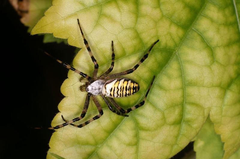 Argiope_bruennichi_D7522_Z_89_Waterleidingduinen_Nederland.jpg