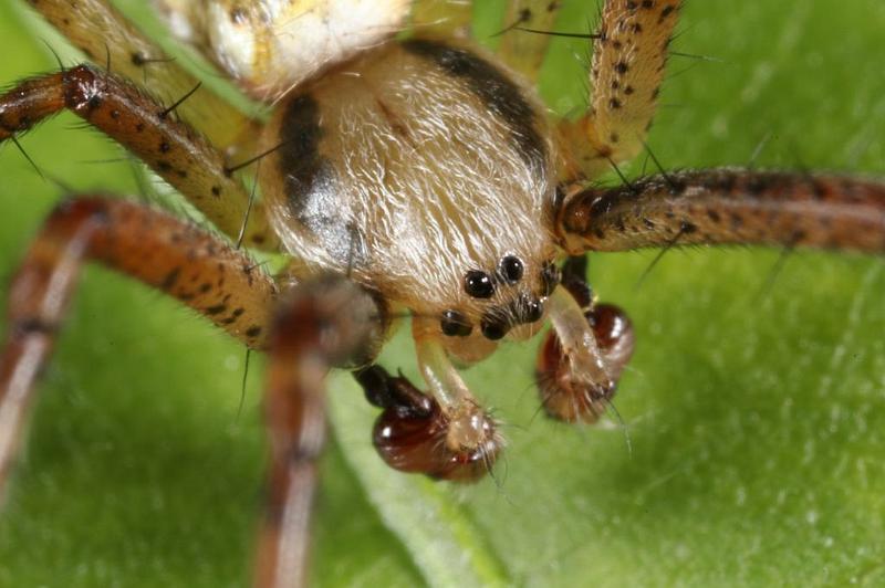 Argiope_bruennichi_D7543_Z_90_Waterleidingduinen_Nederland.jpg