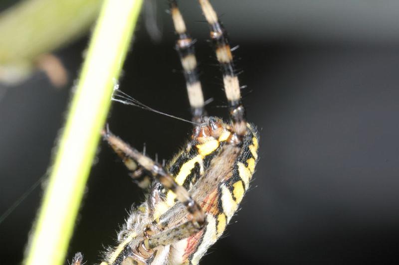 Argiope_bruennichi_D7546_Z_88_Waterleidingduinen_Nederland.jpg